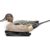 Pintail
